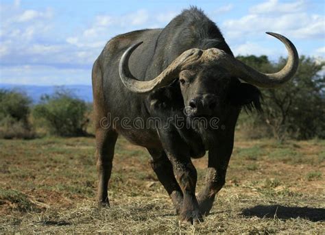 Cape Buffalo in South Africa. Portrait of a male Cape Buffalo approaching. Taken #Sponsored , # ...