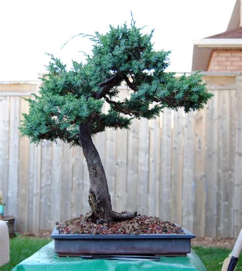 Juniperus squamata 'Blue Alps' | Bonsai Nut