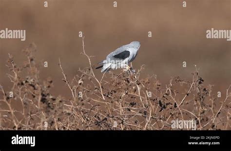 Black-winged kite or Black-shouldered kite prey on Günther's vole Stock ...