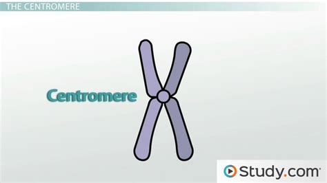 Parts of a Chromosome Roles & Diagram | What are the Parts of a ...