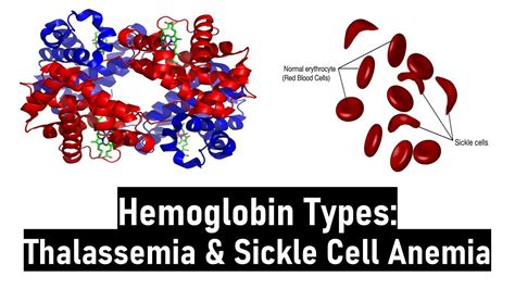 Thalassemia Hemoglobin Structure