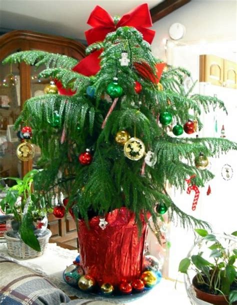 Norfolk Island Pine Care and Christmas Tree Alternative