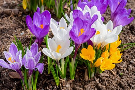 Comment planter et réussir les bulbes de crocus