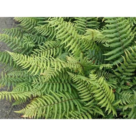 Dryopteris wallichiana (Alpine Wood Fern)