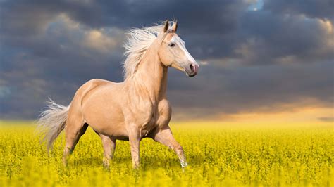 Palomino Horse UHD 4K Wallpaper | Pixelz