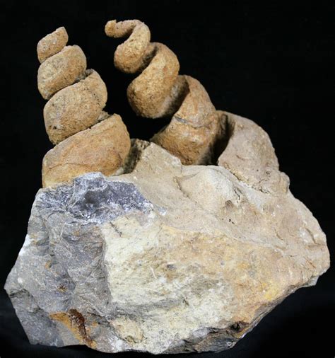 Large, Spiral 3.4" Gastropod Fossils - Morocco (#28836) For Sale - FossilEra.com