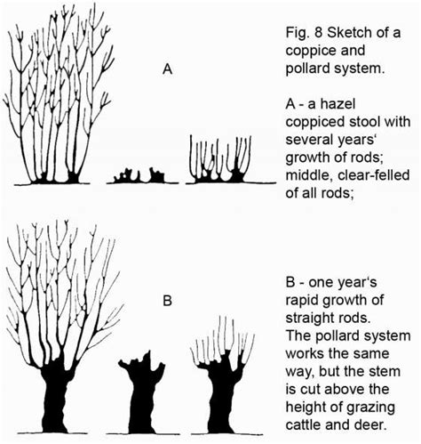 Coppicing/Pollarding | Midwest Permaculture | Permaculture ...