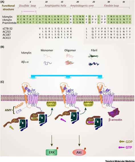 Amylin Receptor: A Potential Therapeutic Target for Alzheimer’s Disease ...