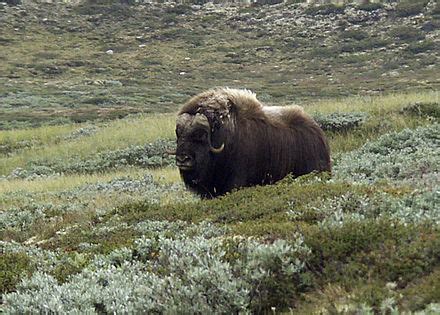 Wildlife of Norway - Wikipedia