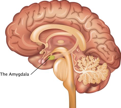 Turning off the Amygdala Turns Off Pain - The Pain PT