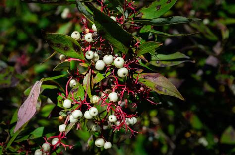 Are Dogwood Berries Poisonous To Dogs