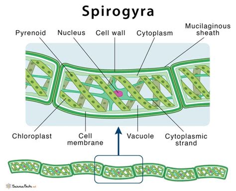 Draw The Labelled Diagram Spirogyra | Porn Sex Picture