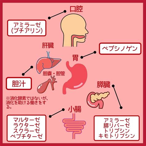 胆汁（たんじゅう）の単語を解説｜ナースタ