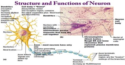 Structure and Functions of Neuron - Assignment Point