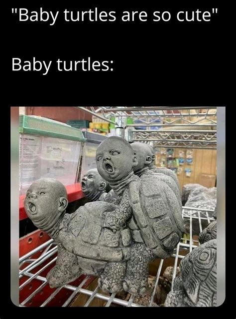 I like turtles - Meme by Nevermind7uuu :) Memedroid