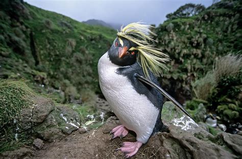 Rockhopper Penguin Habitat