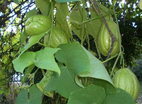 14 best Chayote Plant images on Pinterest | Plants, Plant and Vegetables