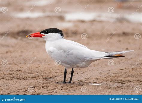 Caspian Tern stock photo. Image of outdoors, texas, wild - 60446302