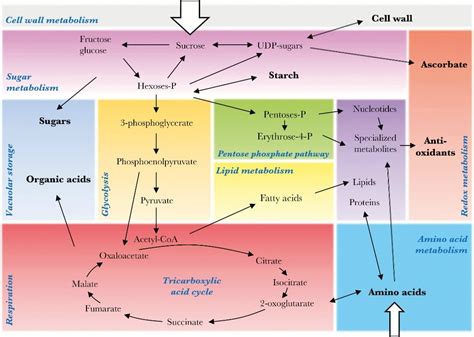 [DIAGRAM] Simple Metabolic Diagram - MYDIAGRAM.ONLINE