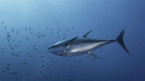 Pew: No Rules for Tropical Tuna Fishing Is An Alarming Development for Eastern Pacific Ocean ...