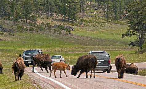 Wildlife Loop State Scenic Byway | Travel South Dakota