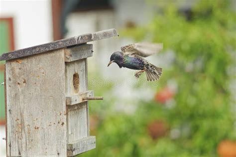 Bird Nest and European Starling . Stock Photo - Image of breeding, blur: 20547458