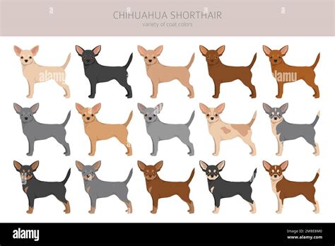 Chihuahua short haired clipart. All coat colors set. Different position. All dog breeds ...