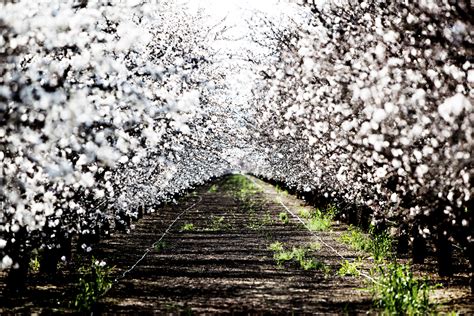 Striking Photos Show Struggle Of Farmers In California Drought | HuffPost