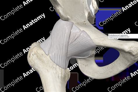 Pubofemoral Ligament | Complete Anatomy