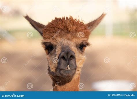 Alpaca Portraits: Sweet, Funny Face Collection for Animal Lovers Stock ...