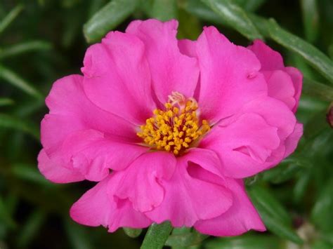 Portulaca flowers photos free download