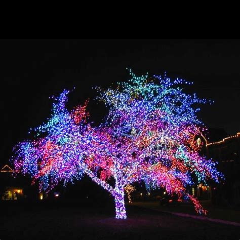 magic tree- Columbia, mo | Tree, Christmas, Favorite places