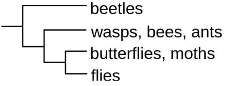 Cladogram - Definition and Examples | Biology Dictionary