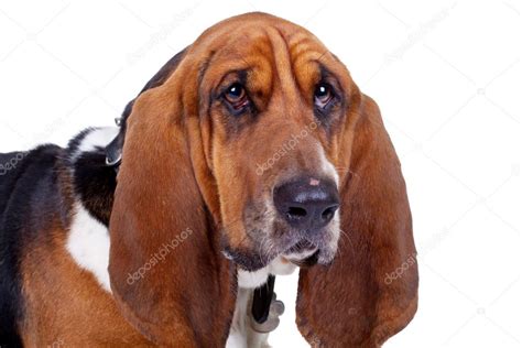 Basset hound face | Face of a cute basset hound dog — Stock Photo ...