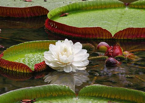 How a Giant Amazonian Water Lily Changed the Course of Conservatories | Tanglewood Conservatories