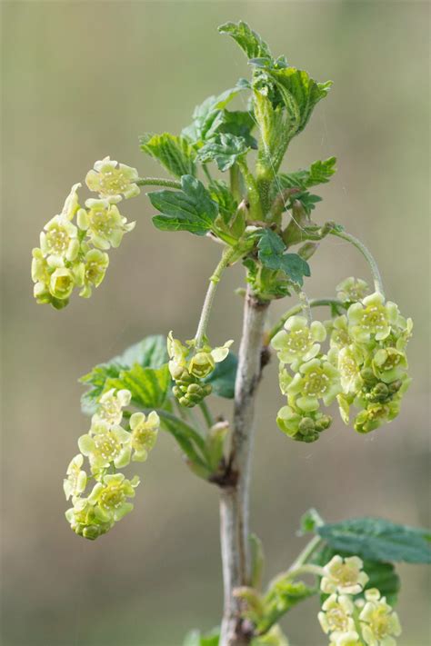 Ribes rubrum L.