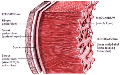 Blood & Circulation - Anatomy & Physiology II