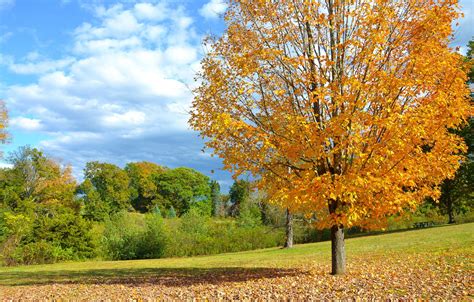 Wallpaper field, autumn, leaves, tree, Autumn images for desktop, section пейзажи - download