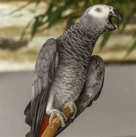 African Grey Talking - African Grey Parrot