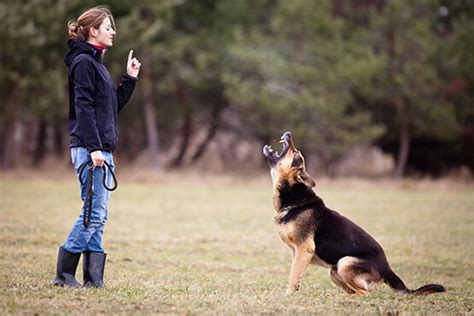 Premier Dog Boarding in Sydney | Pick-Up & Drop-Off Services