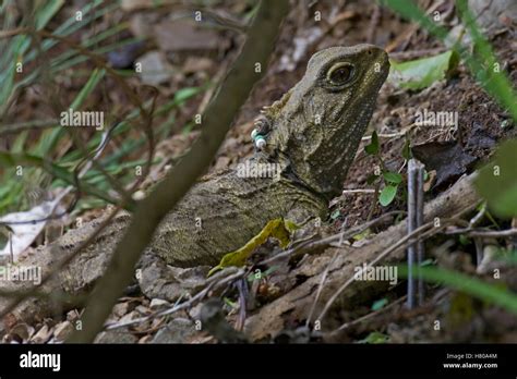 Tuatara (Sphenodon punctatus) is threatened by invasive species and the ...