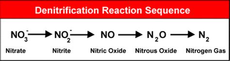 Denitrification - The Nitrogen Cycle