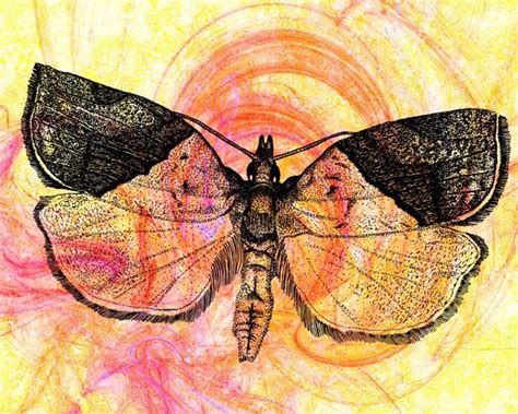 Amazing insect art by Gail Morrison. | Insect art, Insects, Natural ...