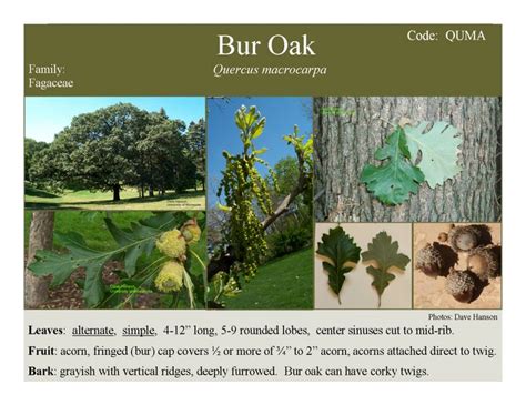 Burr Oak key features. Oak trees are the most valuable food for pollinators in the USA. | Bur ...