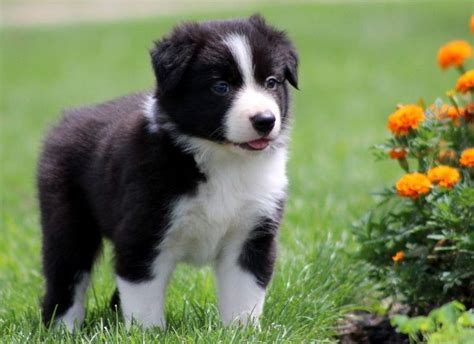 Border collie puppies, Collie puppies, Puppy pictures