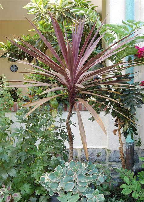 File:Cordyline australis 'Red Sensation' Plant 1900px.jpg - Wikipedia, the free encyclopedia