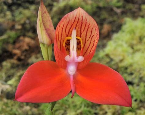 PlantFiles Pictures: Species Orchid, Disa, Pride of Table Mountain, Red Disa, Single Flowered ...