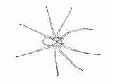 Free Printable Spider Coloring Pages For Kids sketch template