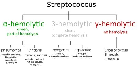 Alpha & Beta Hemolytic Strep | Overview & Treatment - Lesson | Study.com