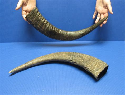 Semi-polished water buffalo horns wholesale